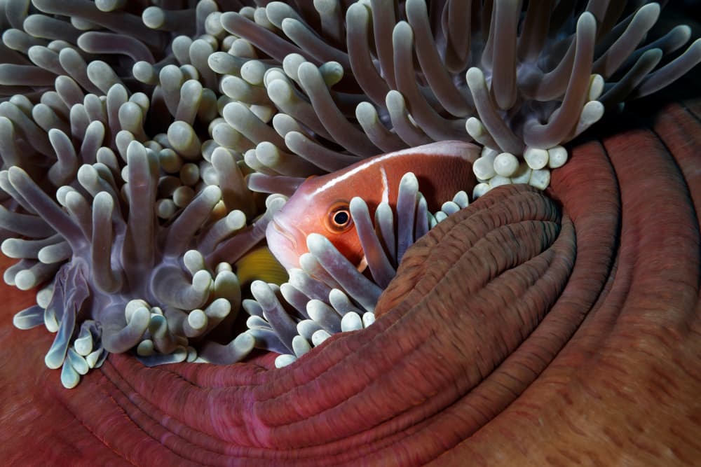 Tropical Anemonefish Hideaway by Walter Lackner — canvas wall art