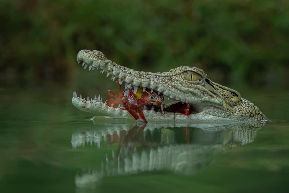 Crocodile's Crayfish Catch by Tantoyensen — canvas wall art