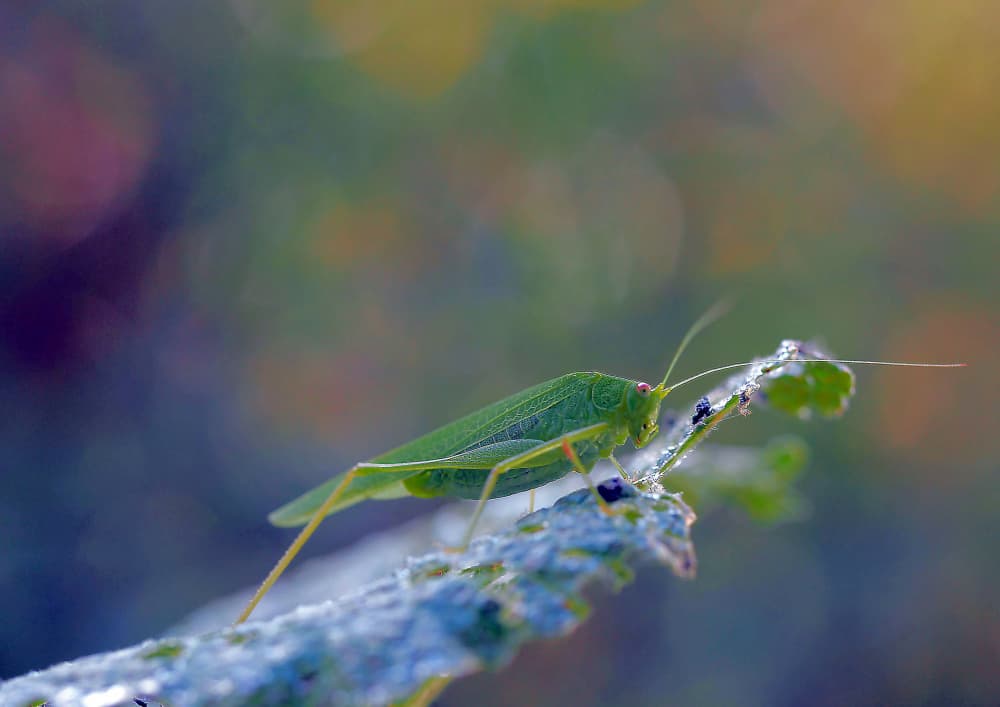 Delicate Green Grasshopper by Thierry Dufour — canvas wall art