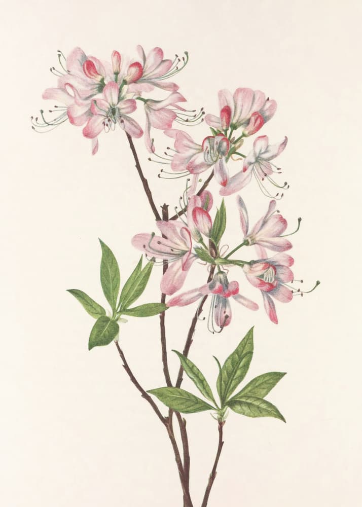 Pinkshell Azalea From North American Wildflowers (1925) By Mary Vaux Walcott by Mary Vaux Walcott — canvas wall art