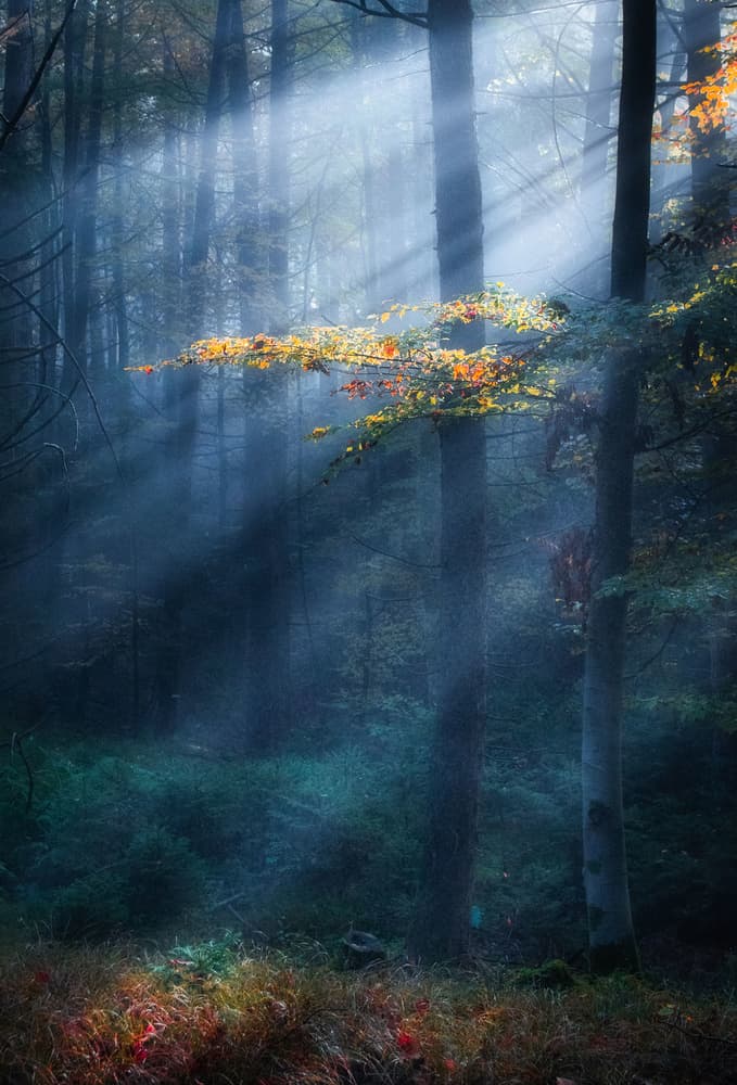 Misty Autumn Forest Light by Ulrike Eisenmann — canvas wall art