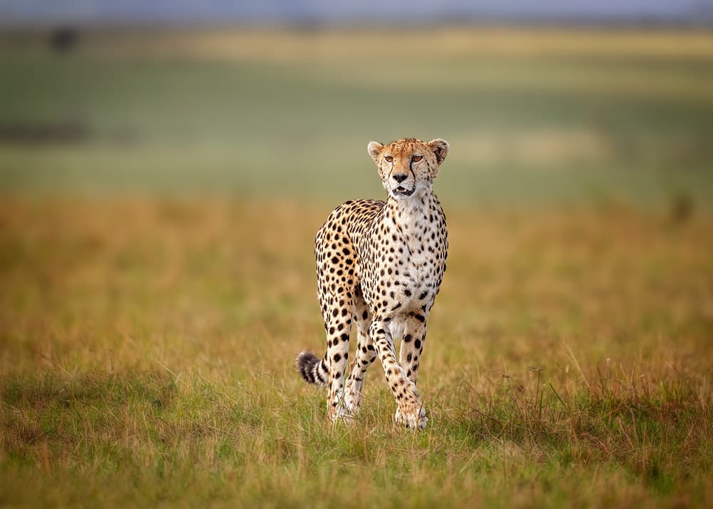 Watchful African Cheetah by Annie Poreider — canvas wall art