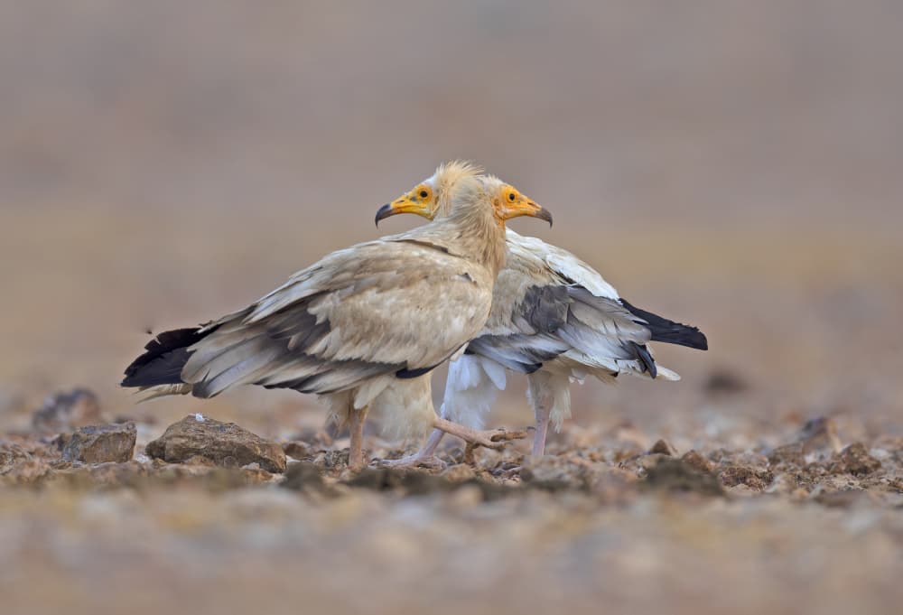Egyptian Vulture Pair by Shlomo Waldmann — canvas wall art