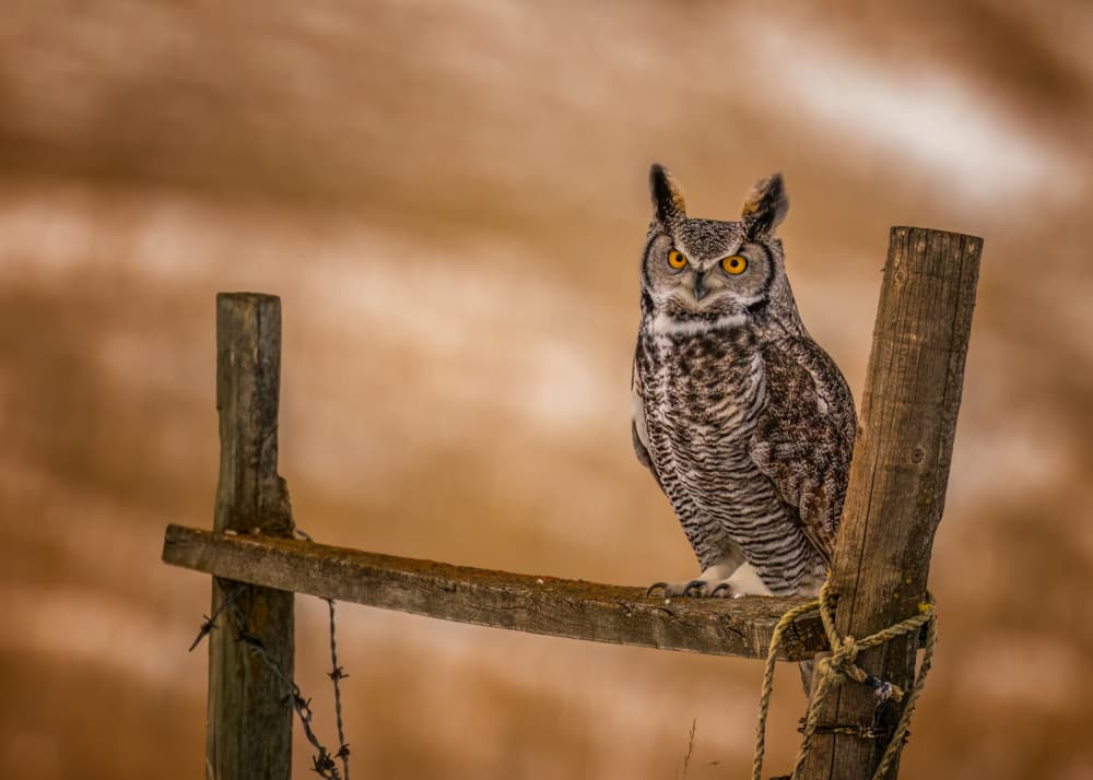 Watchful Horned Owl by Hanping Xiao — canvas wall art