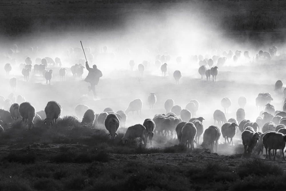 Shepherd's Misty Flock by durmusceylan — canvas wall art
