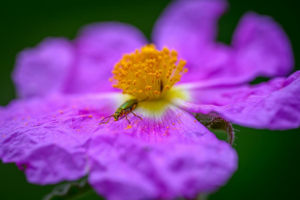 Green Beetle on Purple Flower by Shmulik Weiss — canvas wall art