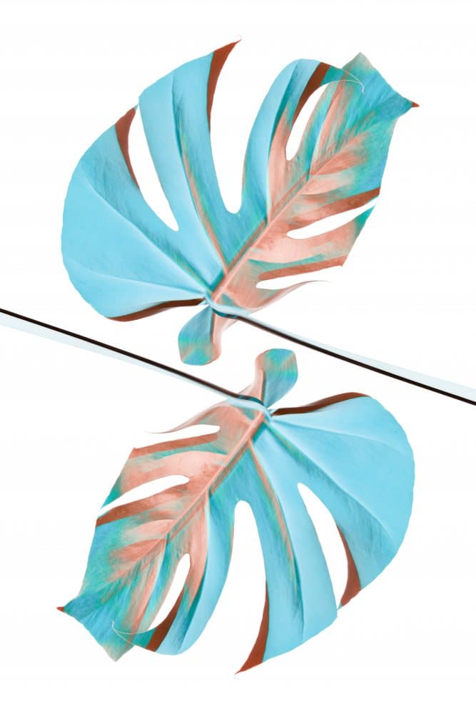 Split Tropical Monstera by Pictufy Studio III — canvas wall art