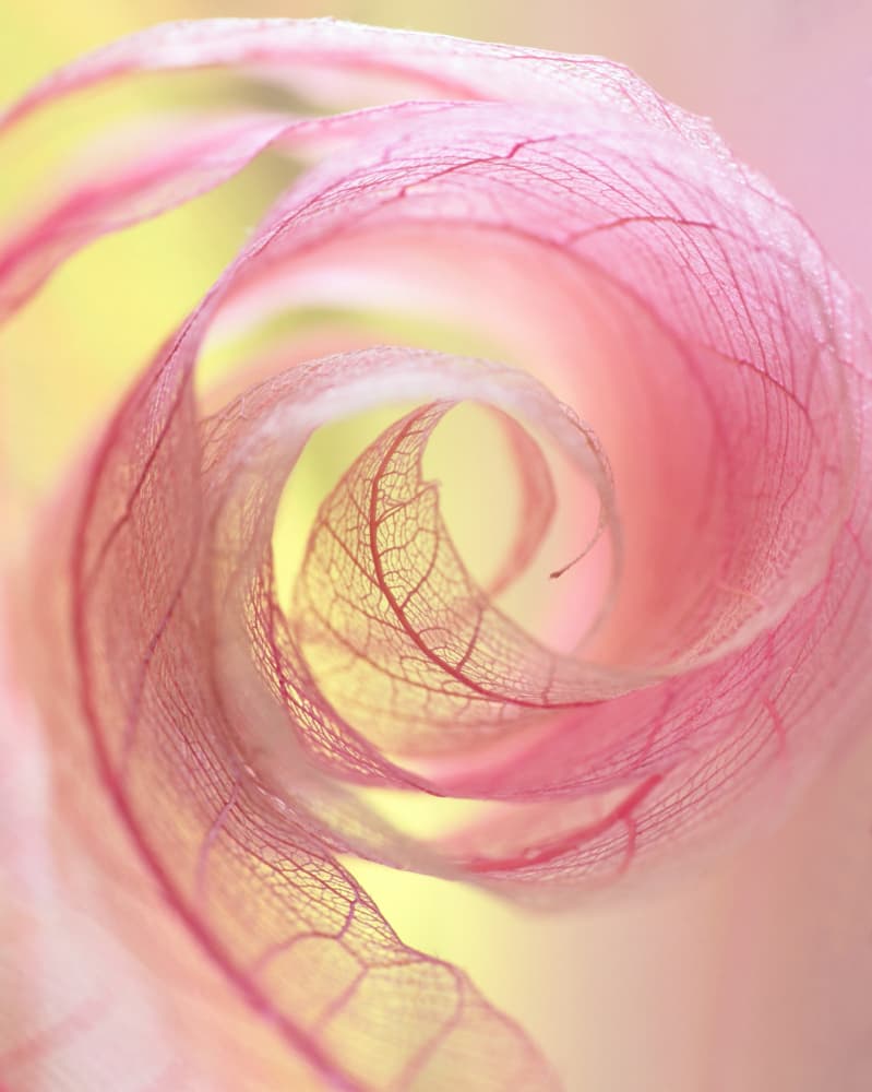 Ethereal Pink Spiral by Shihya Kowatari — canvas wall art