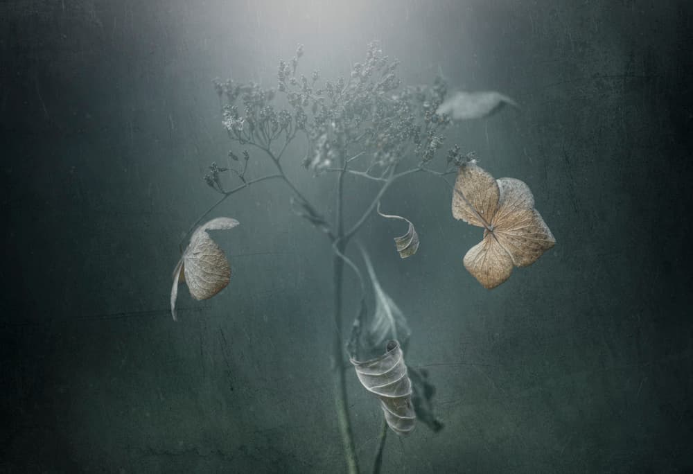 Moody Dried Hydrangea by Takashi Suzuki — canvas wall art
