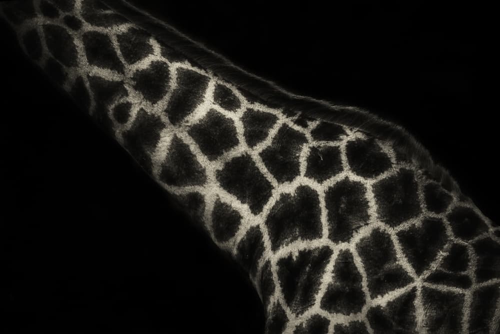 Dark Giraffe Pattern by Mario Moreno — canvas wall art