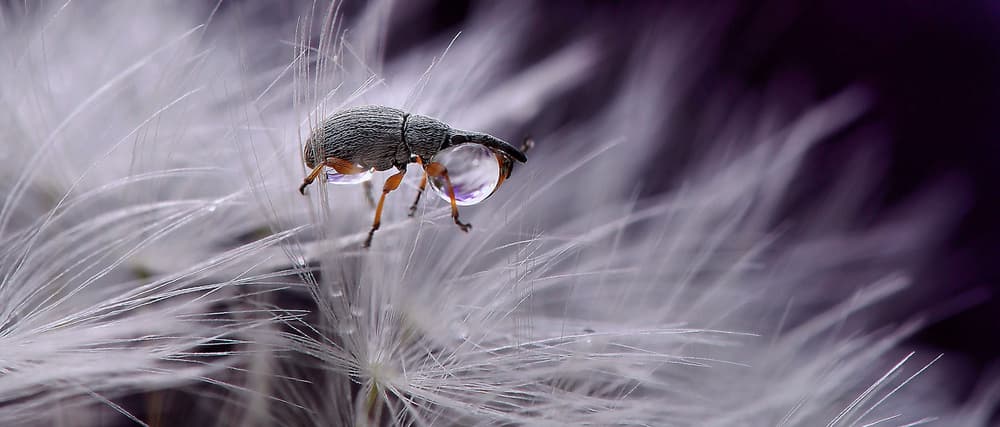 Macro Beetle Water Drops by Thierry Dufour — canvas wall art