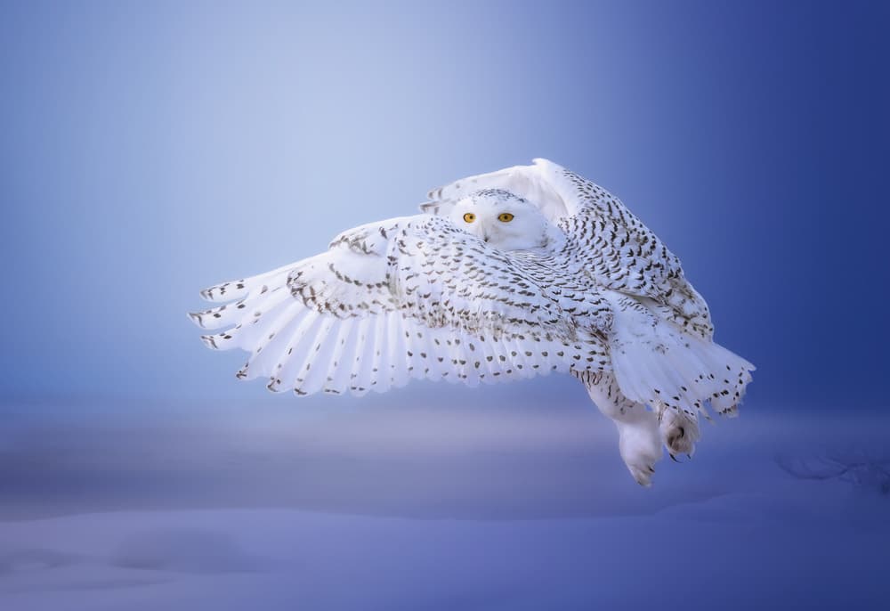 Snowy Owl Soaring by Tao Huang — canvas wall art