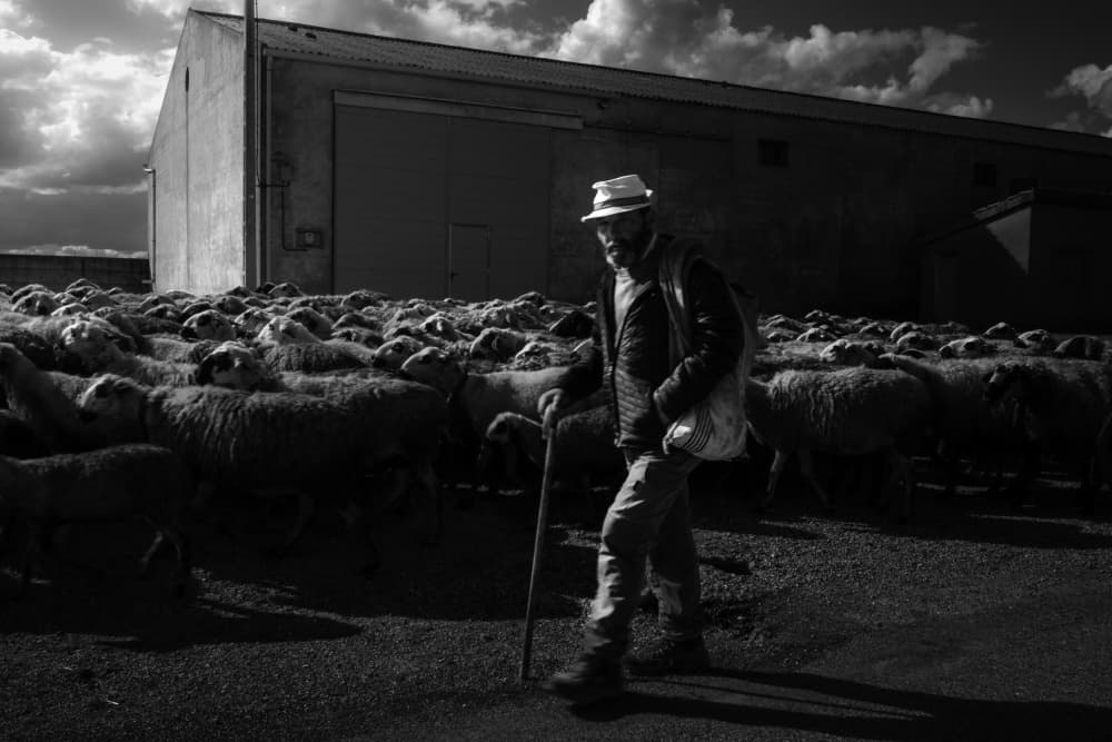 Dramatic Country Shepherd by Marco Antonio Cobo — canvas wall art