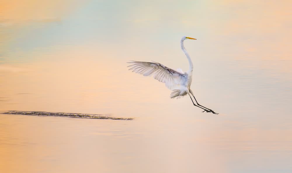 Graceful Egret Landing by Xiaobing Tian — canvas wall art