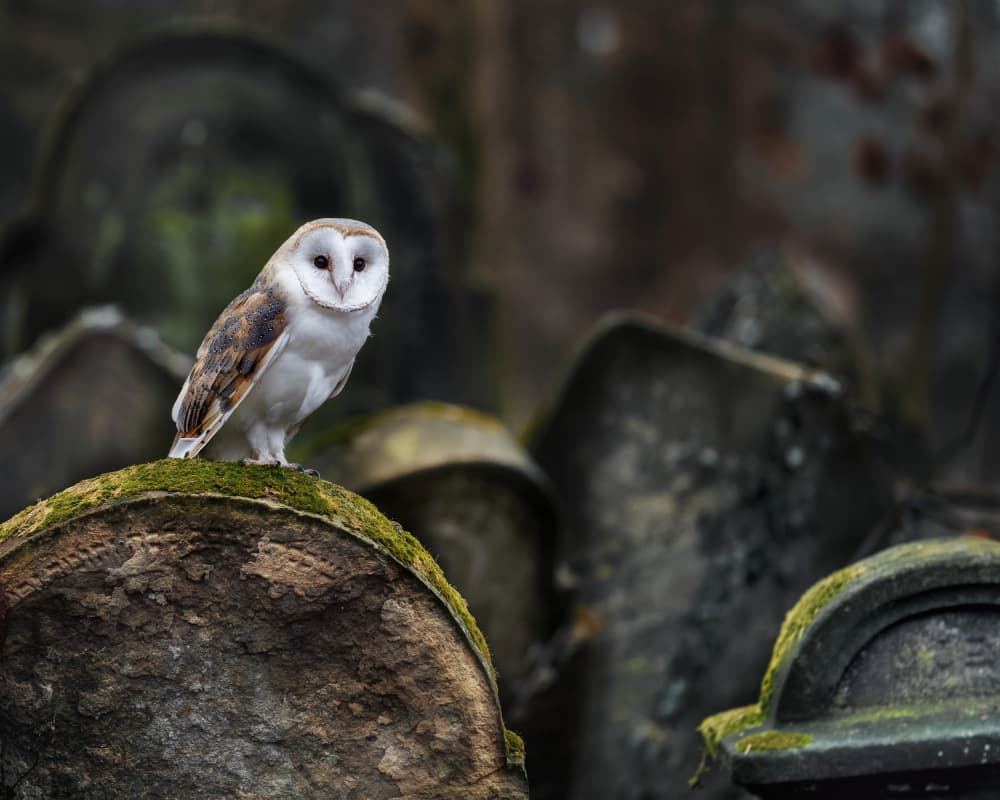 White Owl Cemetery Perch by Michaela Firešová — canvas wall art