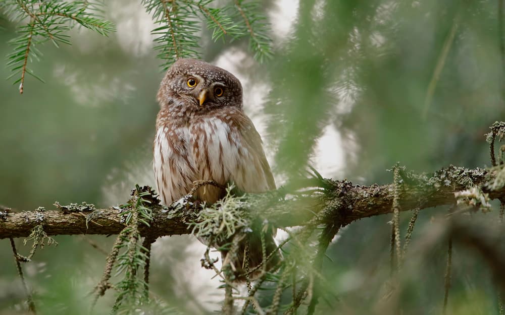Watchful Forest Owl by Assaf Gavra — canvas wall art