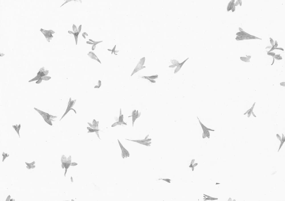 Floating White Blooms by Santhosh ch — canvas wall art