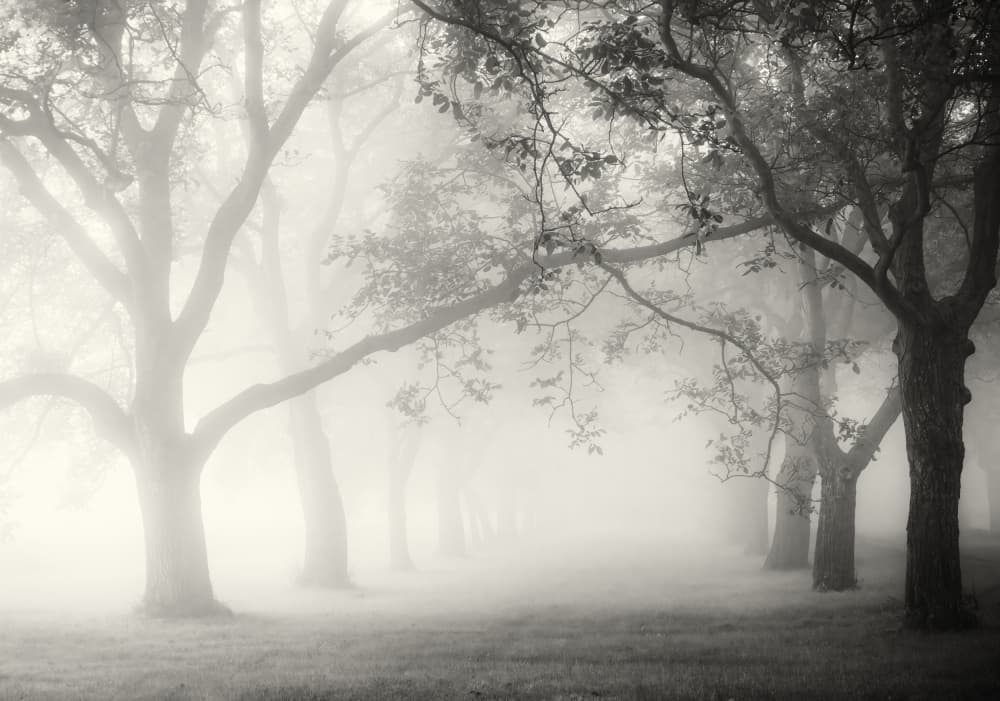 Misty Avenue Trees by Ria Groot Zevert — canvas wall art