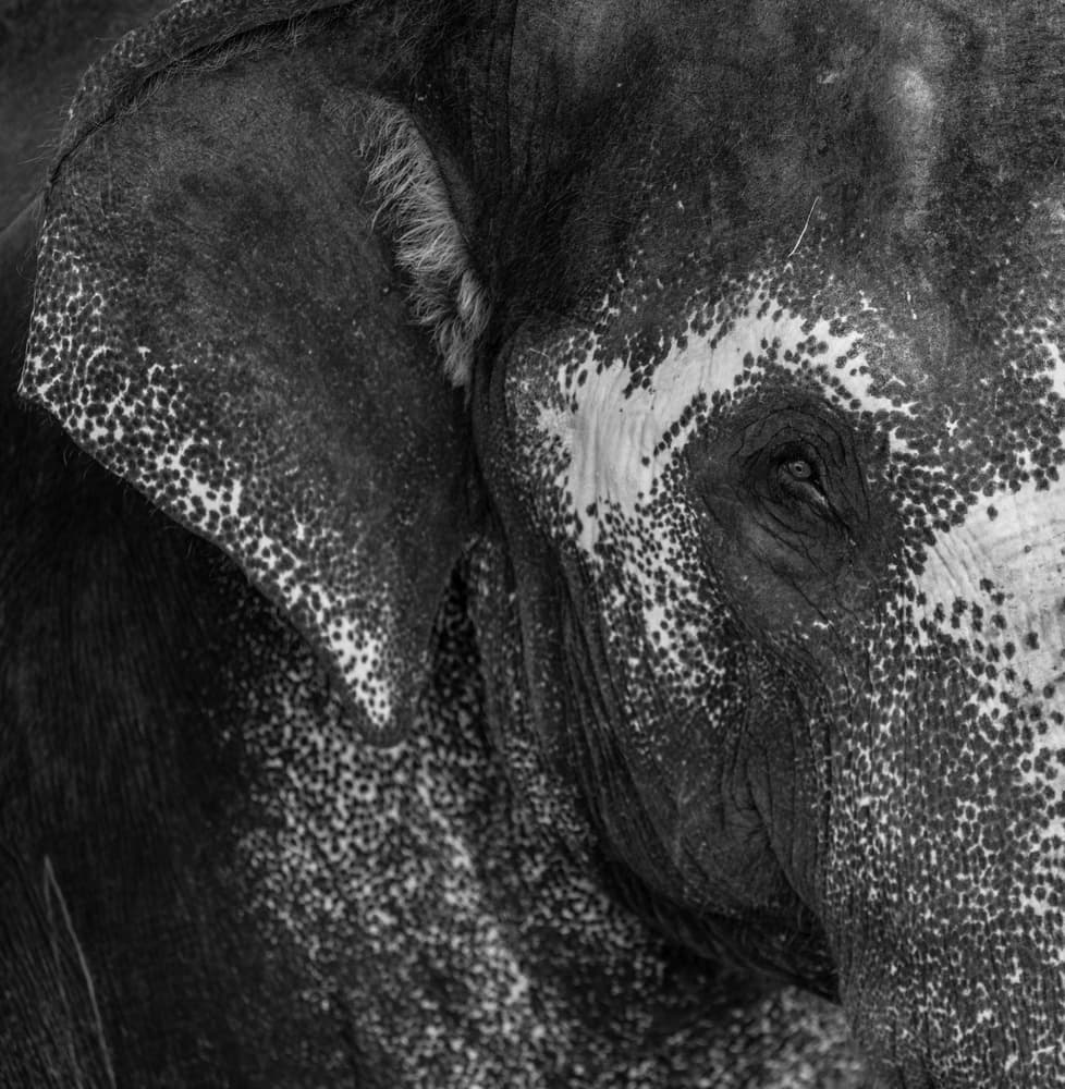 Majestic Elephant Eye by Roni Kiperman — canvas wall art