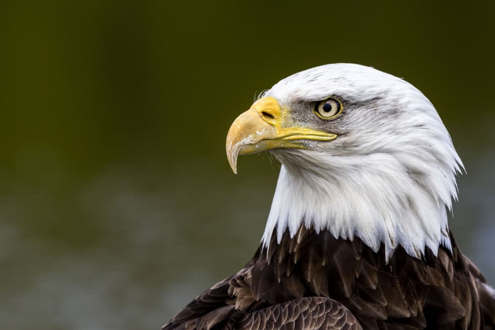 Majestic Bald Eagle by Henk Langerak — canvas wall art