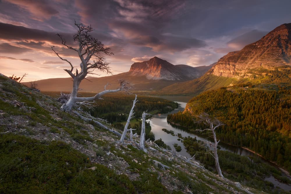 Dead Tree Sunset Vista by Jaroslav Zakravsky — canvas wall art