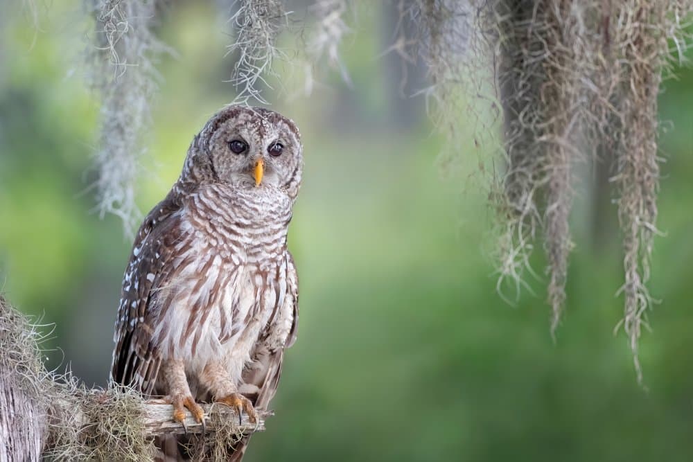 Barred Owl Perched by Max Wang — canvas wall art
