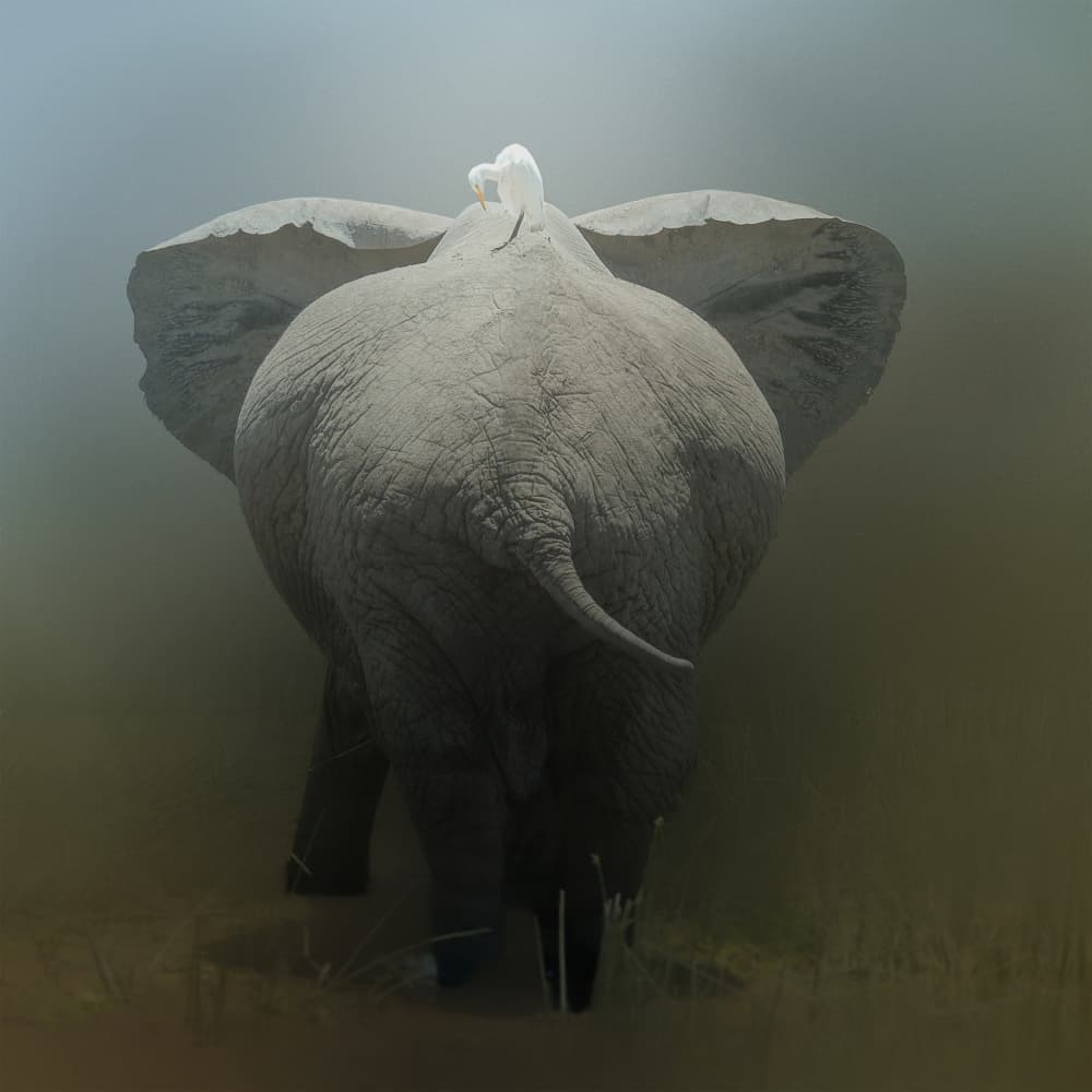 Elephant and Egret Pair by Melinda Li — canvas wall art
