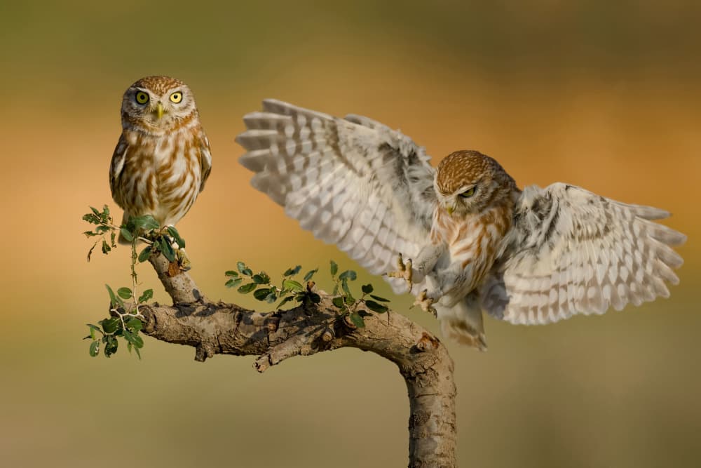 Little Owls Perch and Fly by David Manusevich — canvas wall art