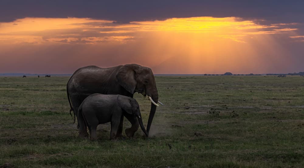 Mother Calf Golden Sunset by Johnson Huang — canvas wall art