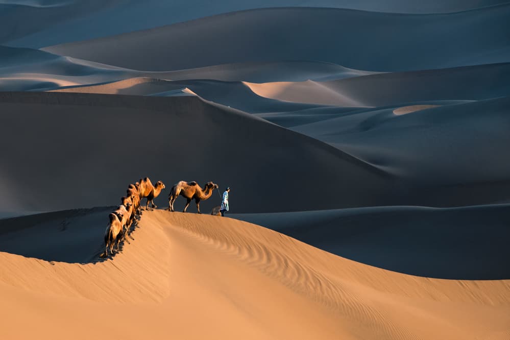 Desert Camel Caravan by Richard Liu — canvas wall art