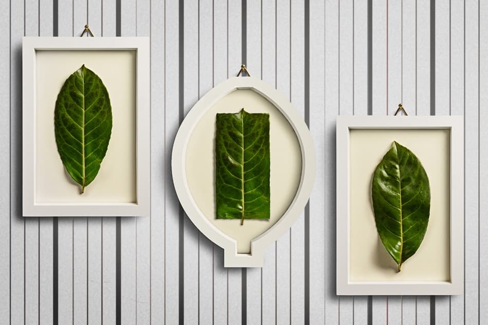 Green Leaves Display by Mister Solo — canvas wall art