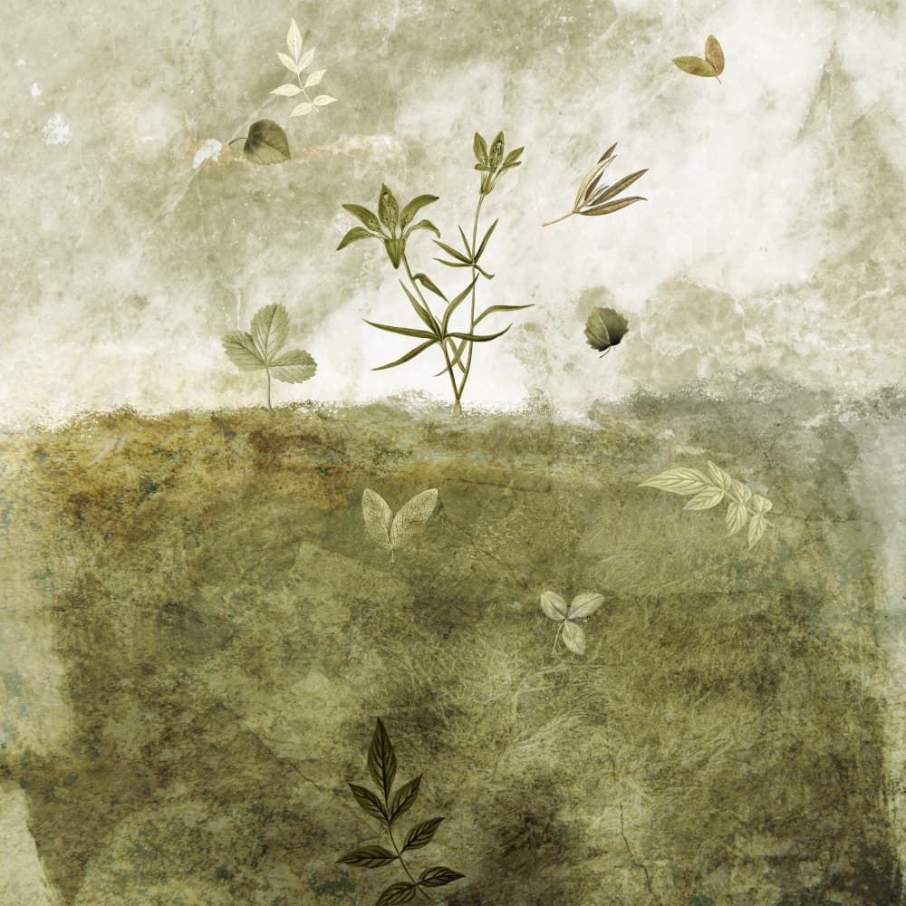 Olive by Emel Tunaboylu — canvas wall art
