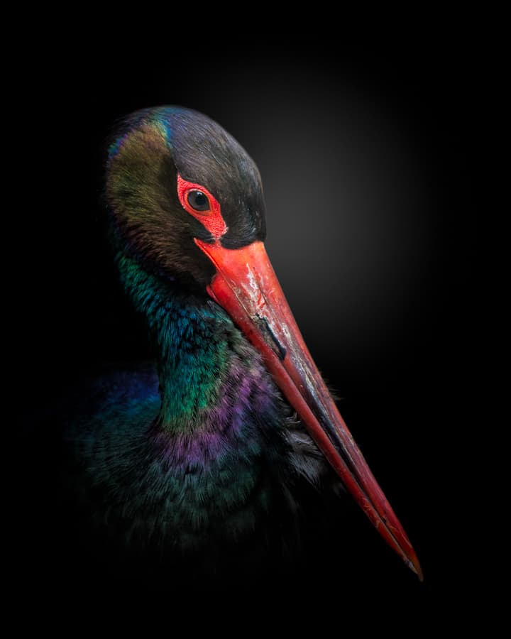 Vivid Stork Portrait by fegari — canvas wall art