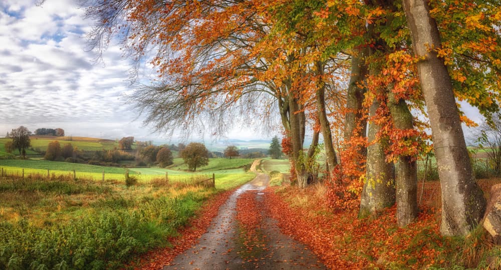 Golden Autumn Path by Guy Krier — canvas wall art