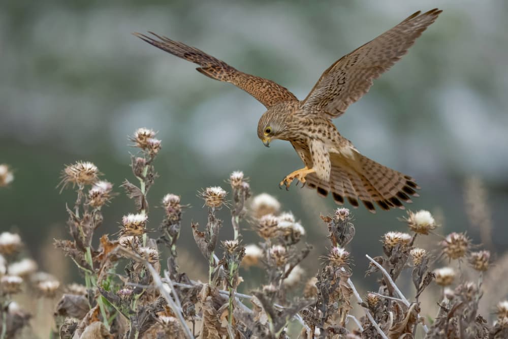 Kestrel in Flight by David Manusevich — canvas wall art
