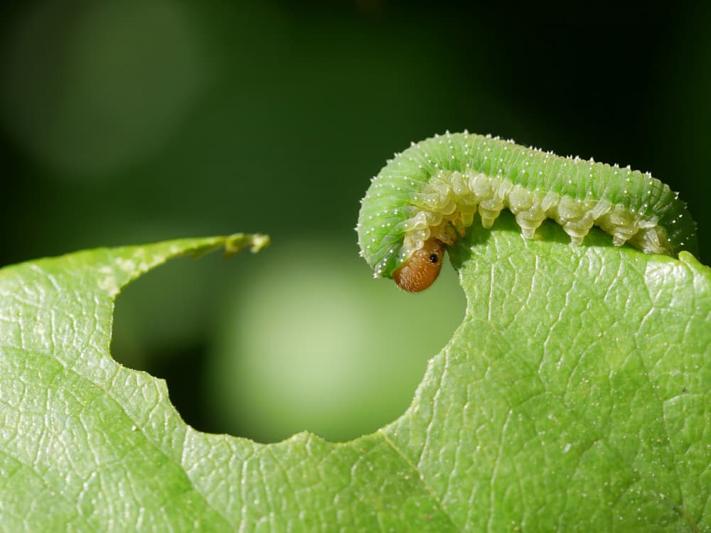 Hungry Green Caterpillar by Karin Kilb — canvas wall art