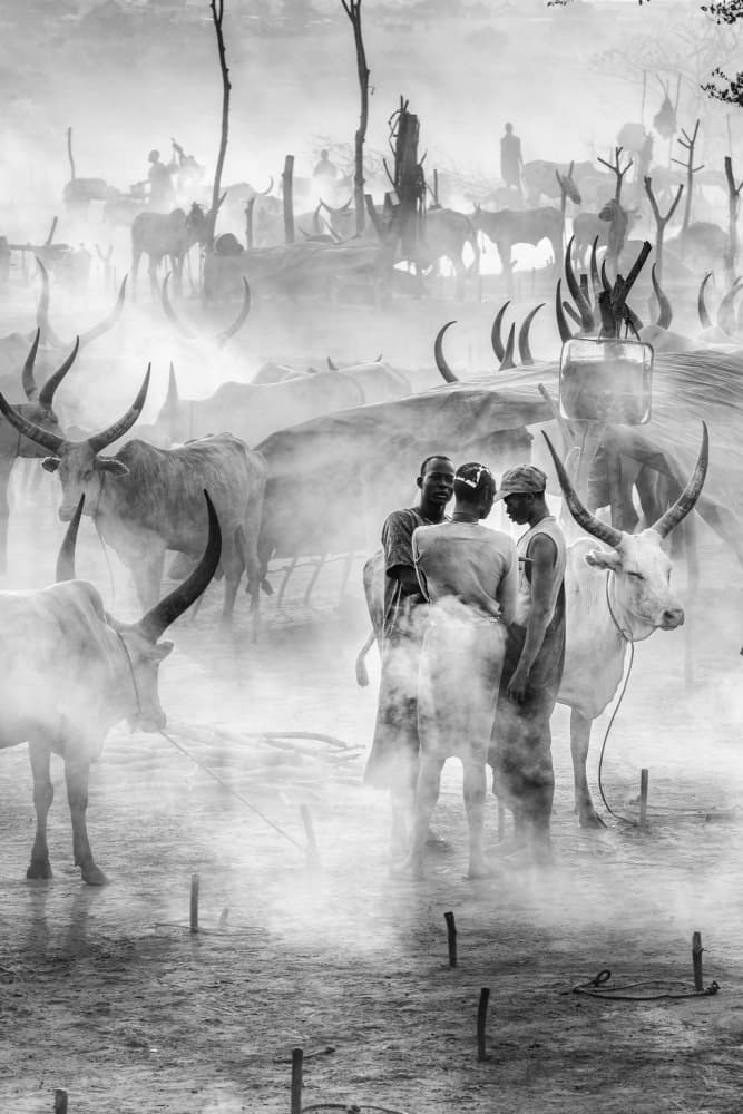 Men Amidst Cattle by Trevor Cole — canvas wall art