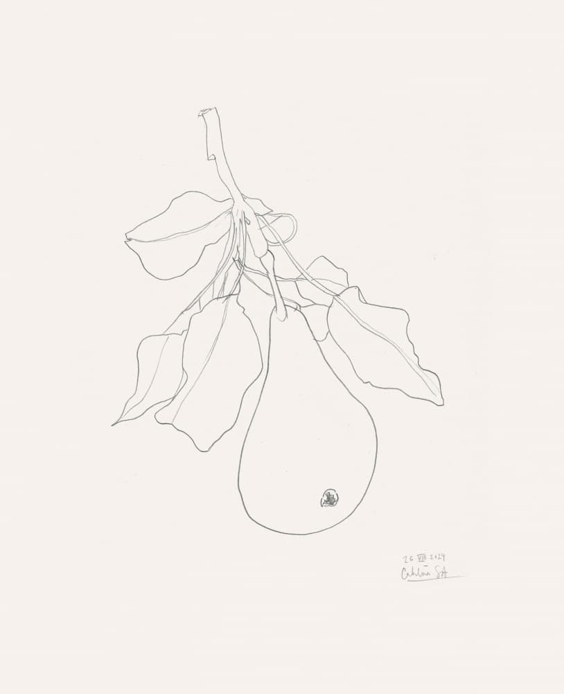 Delicate Pear Drawing