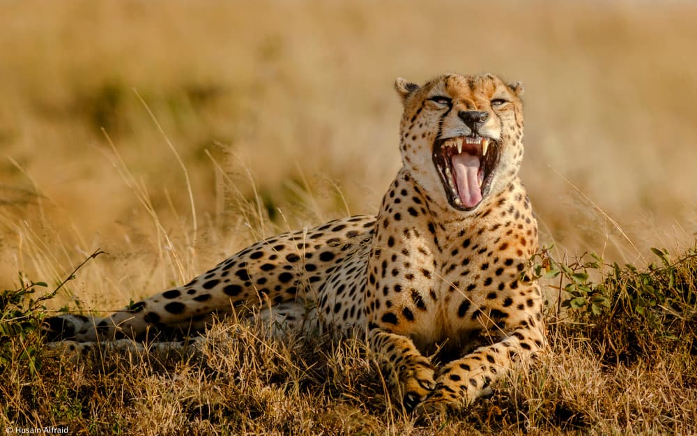 Yawning Savanna Cheetah by Husain Alfraid — canvas wall art