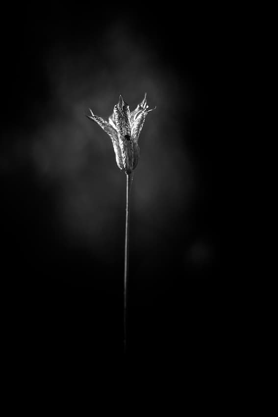Elegant Dark Bloom by Richard Bland — canvas wall art