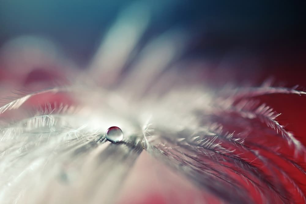Delicate Feather Droplet by Dmitry Doronin — canvas wall art