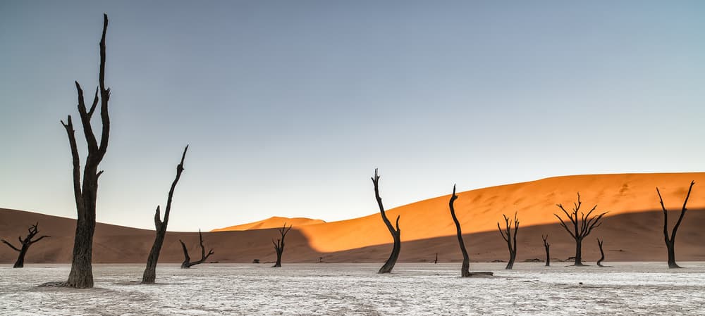 Dunes and Dead Trees by Luigi Ruoppolo — canvas wall art