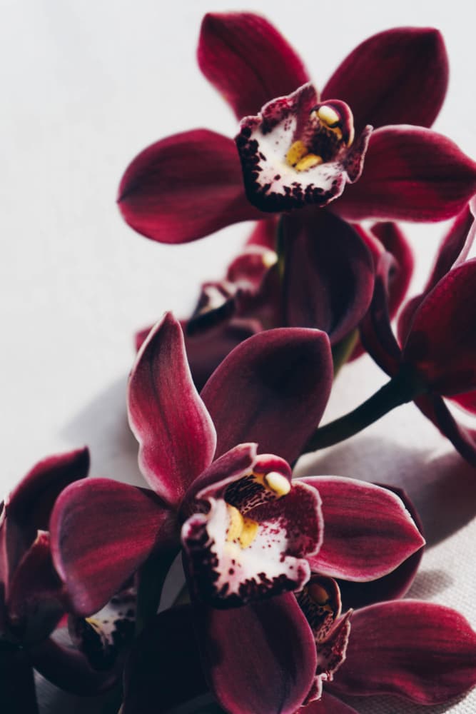 Velvet Orchid Twilight by uplusmestudio — canvas wall art