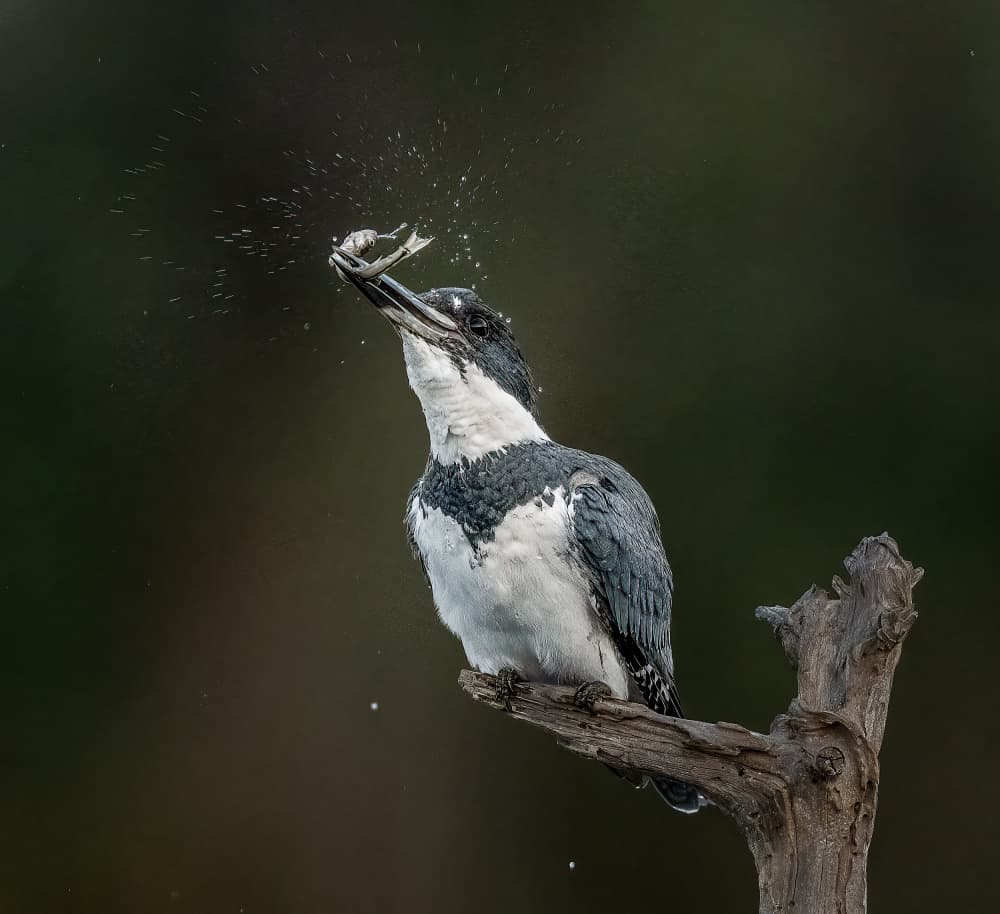 Kingfisher's Fresh Catch by Liwen Tao — canvas wall art