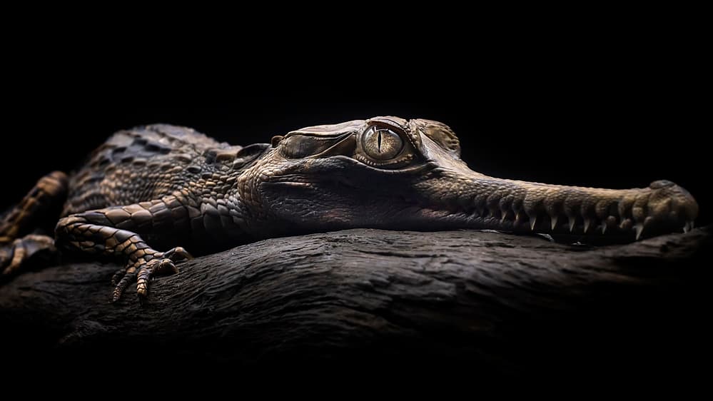Golden Eyed Crocodile by Fauzan Maududdin — canvas wall art