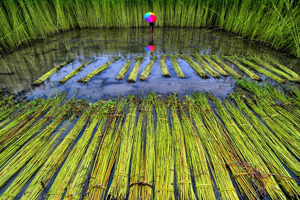 Jute Field Rainbow Umbrella by Avishek Das — canvas wall art