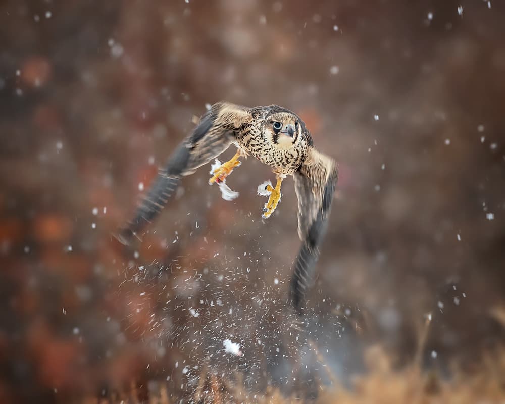 Winter Falcon Hunt by Annie Poreider — canvas wall art