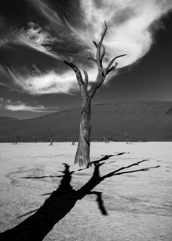 Stark Desert Tree by Joanna W — canvas wall art