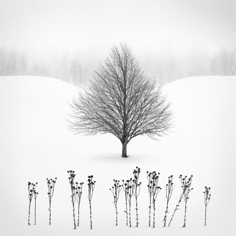 Minimalist Winter Tree by Matt Anderson — canvas wall art