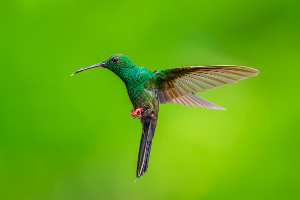 Emerald Hummingbird Flight by Mike He — canvas wall art